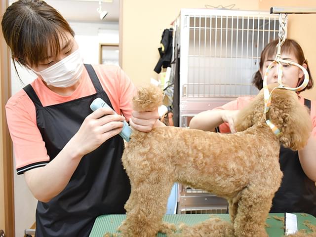 2人でトリミング中