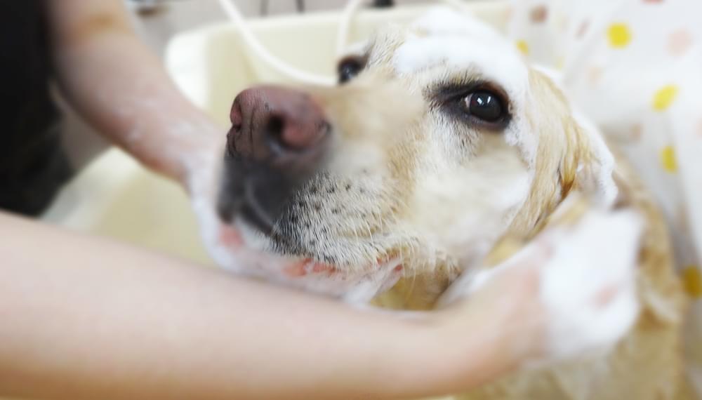 シャンプー中の犬